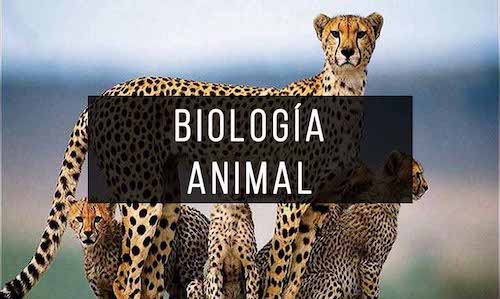 Biologia Animal