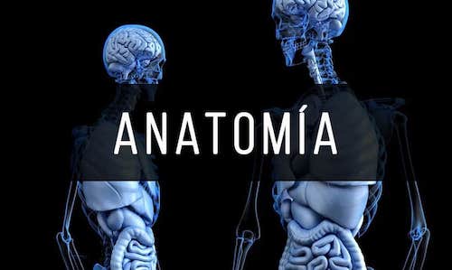 Anatomia