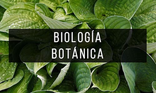 Biologia-botanica