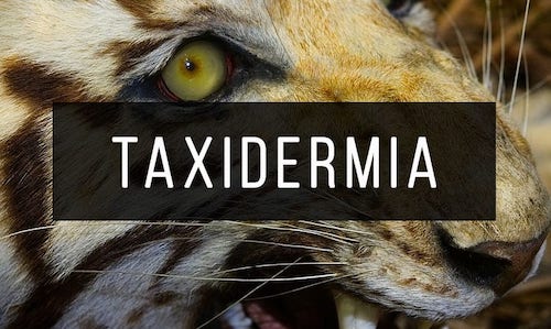 Taxidermia