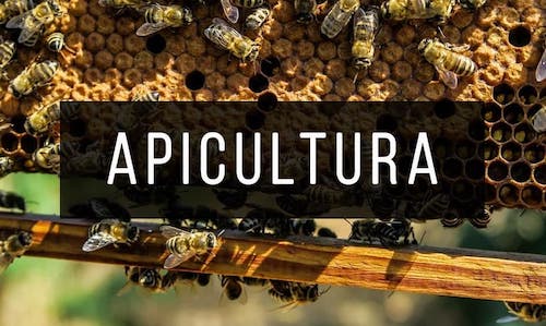 Apicultura