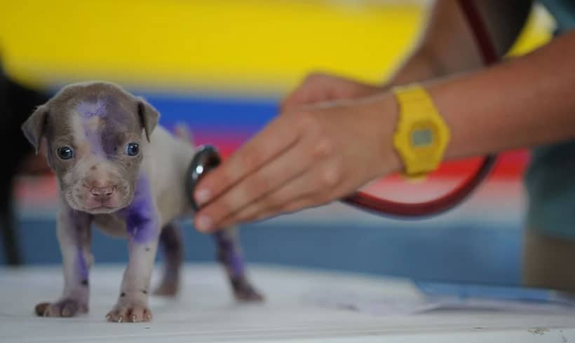 Que-es-la-veterinaria-y-para-que-sirve