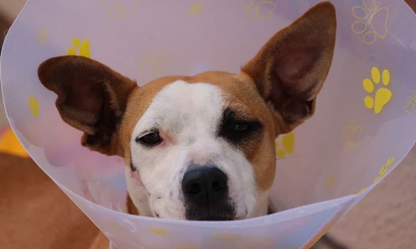 ¿Qué es Medicina Veterinaria?