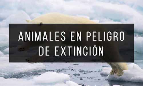 Animales en Peligro de Extincion
