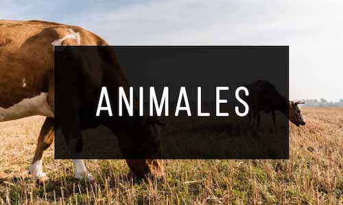Animales LIbros de Animales