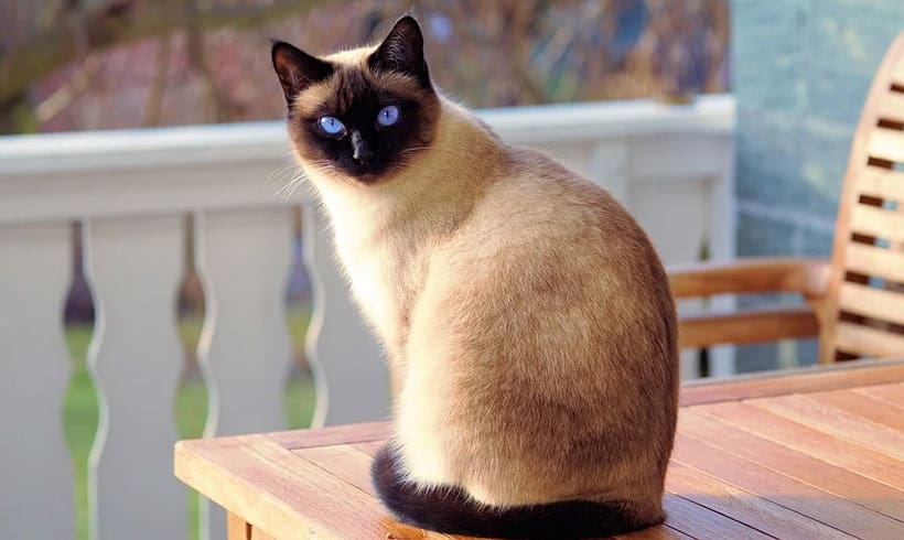 Cuándo-es-el-mejor-momento-para-educar-un-gato