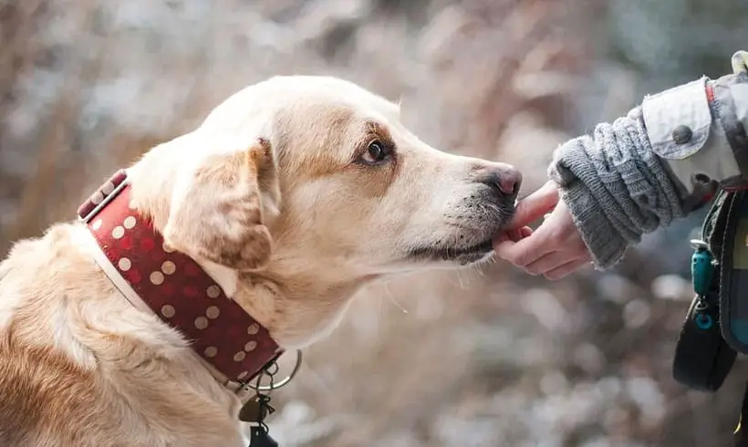Cómo-se-comunica-un-perro Cómo-se-comunica-un-perro