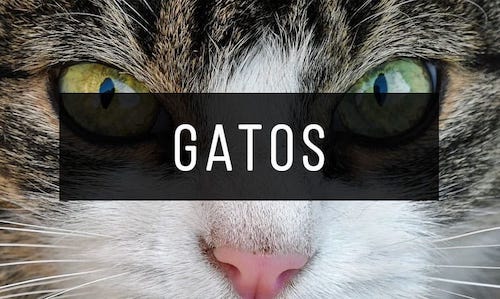 Gatos