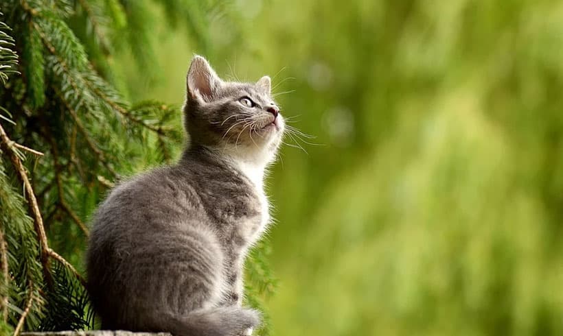 Gatos