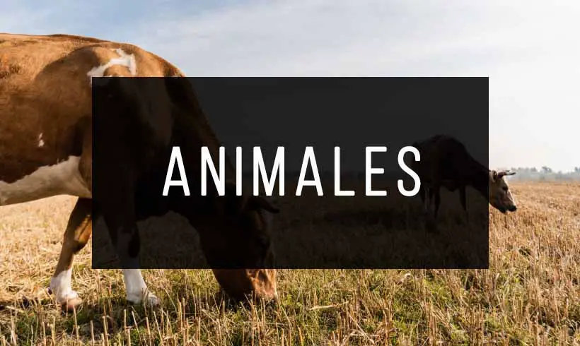 Libros de Animales Libros de Animales