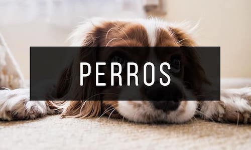 Perros