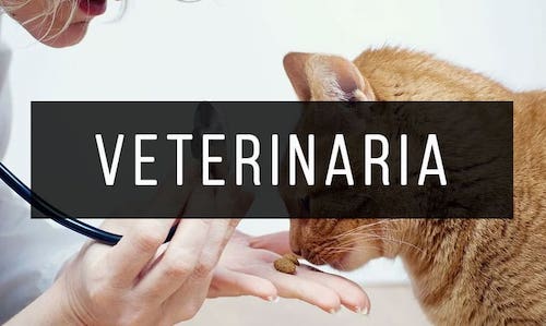 Veterinaria
