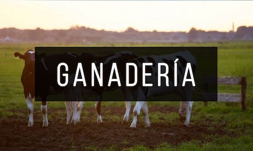 Ganaderia
