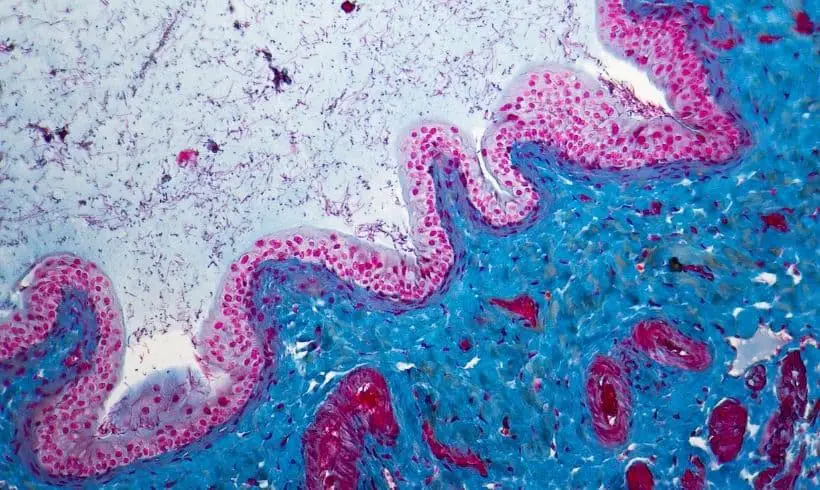 Importancia de la histología en el mundo Importancia de la histología en el mundo