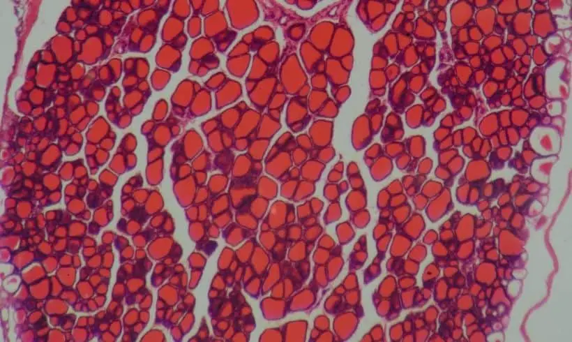 Importancia de la histología Importancia de la histología