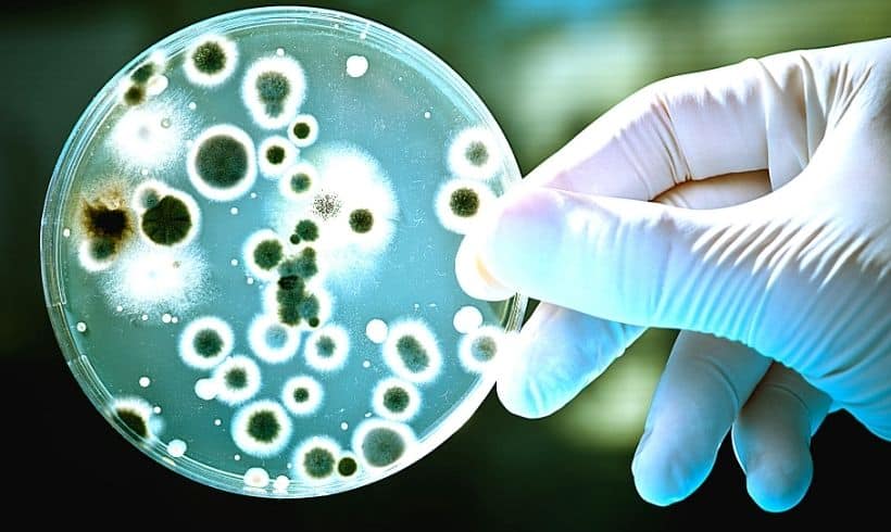 Todo sobre microbiología
