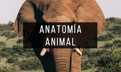 Anatomia-animal