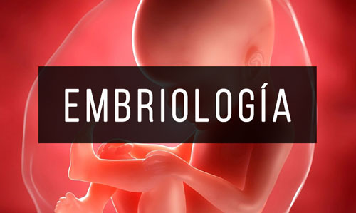 Embriologia Embriologia