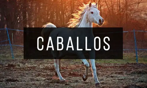 Libros-de-Caballos Libros-de-Caballos