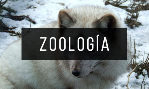 Zoologia Zoologia