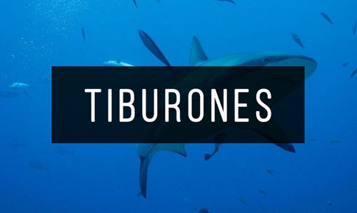Tiburones Tiburones
